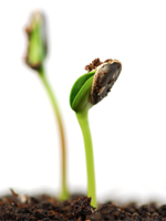 Our BDS products helps your business germinate and grow.